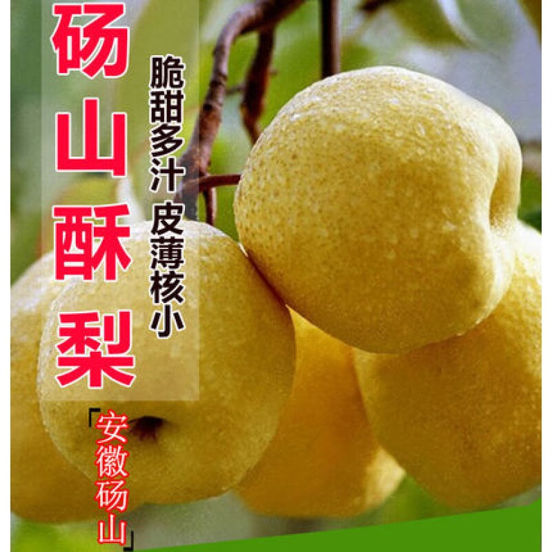 怡仙觅汤山梨 砀山老树梨 安徽酥梨 贡梨 正宗梨子荡山水果生鲜5斤当