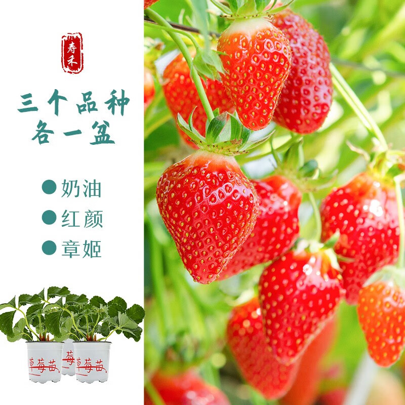 寿禾 草莓苗四季草莓大苗带土发货带盆栽好种子批发奶油苗子 【组合3盆】章姬奶油红颜各1盆高性价比高么？
