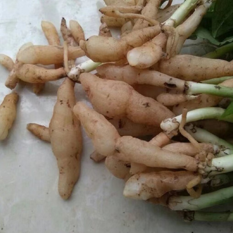 野生双肾参名贵中草药材草本植物玉凤双肾子内廷上用 鲜货250克