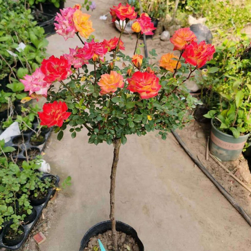 月季树桩树状月季大花月季树苗嫁接欧月大花双色阳台庭院盆栽地栽当年