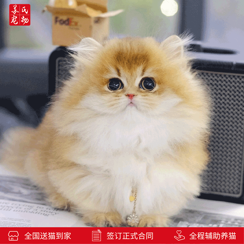 涴喵苏式纯种矮脚猫米努特活体精品长毛猫曼基康家养宠物猫拿破仑幼崽 【宠物级】矮脚金渐层