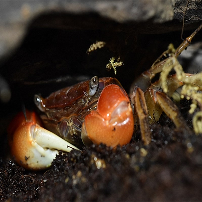 相手蟹河蟹寄居蟹宠物活物勾手蟹冷淡水螃蟹水养动物迷你辣椒蟹 相手