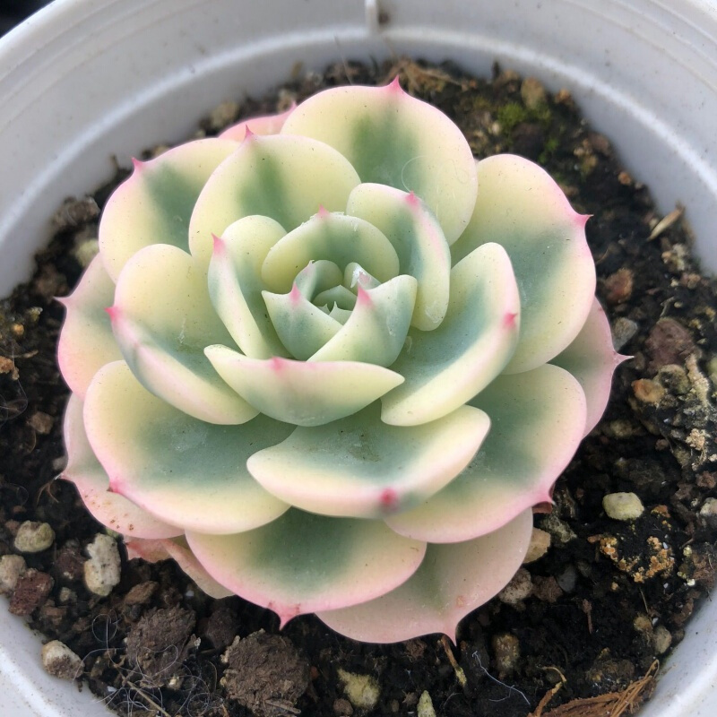 多肉 相关京东优惠商品排行榜 11 价格图片品牌优惠券 虎窝购