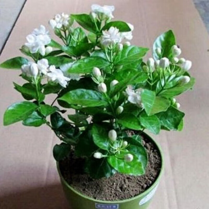 亞招 白茉莉 雙色茉莉 綠植花卉室內(nèi)盆栽花卉盆栽白色 白茉莉5年苗