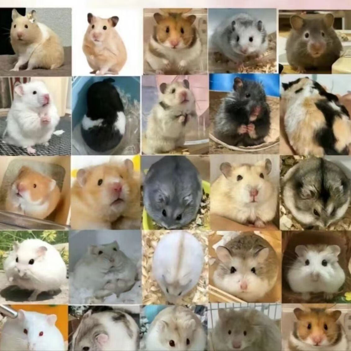 短毛金丝熊活体金丝熊稀有白熊鸽灰肉桂银宝宝仓鼠活物宠物小仓鼠