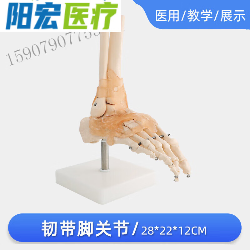 脚脖子骨骼结构图图片