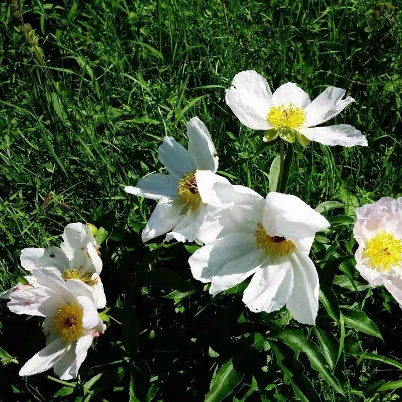 药用芍药苗 赤芍苗 白芍苗白花赤芍苗 粉花白芍芽头 赤芍芽头新鲜