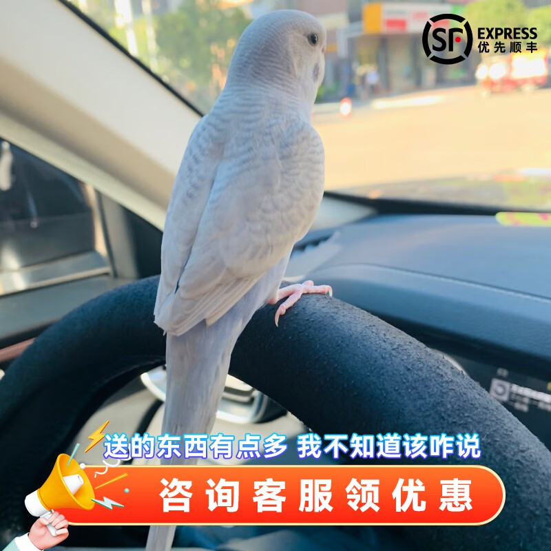 玄凤鹦鹉鸟活物家养中小型会说话幼鸟活体宠物 白色虎皮(公母备注)