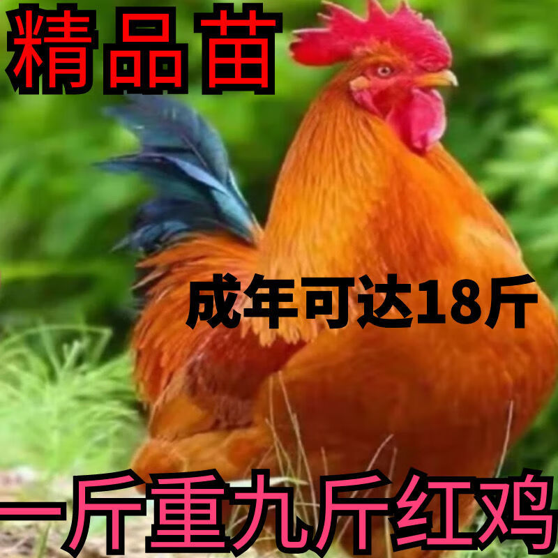巨型九斤红公鸡活苗一斤九斤黄鸡红玉鸡苗脱温鸡大种鸡小 2公4母