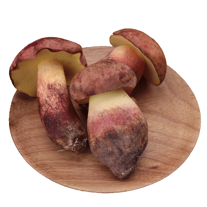 禾澹2022新鲜红葱牛肝菌云南特产见手青牛肝菌菌蘑菇食用500g 精选红