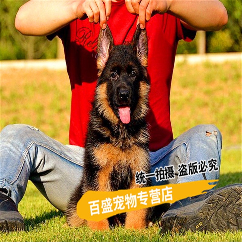 别态萌北京德国牧羊犬幼犬纯种 出售大型犬德牧活体  品质无忧 健康