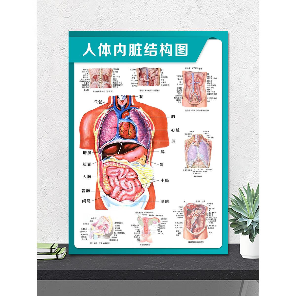 人体内脏结构图 pp胶无厚度背胶直接贴40x60厘米
