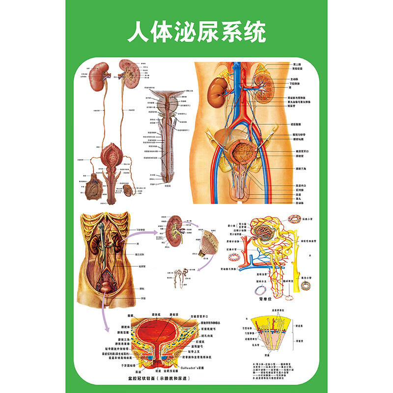 系统挂图 男女生殖泌尿解剖图医院宣传挂图子宫妇科海报 人体泌尿