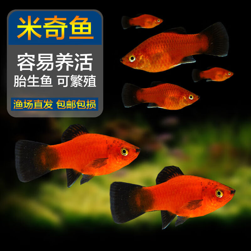 5cm米奇鱼10条备损5共15