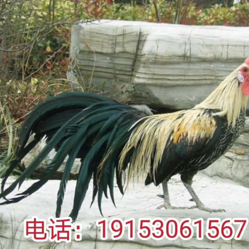 长尾鸡活苗小型鸡新品种观赏鸡宠物鸡幼苗长尾鸡苗活体