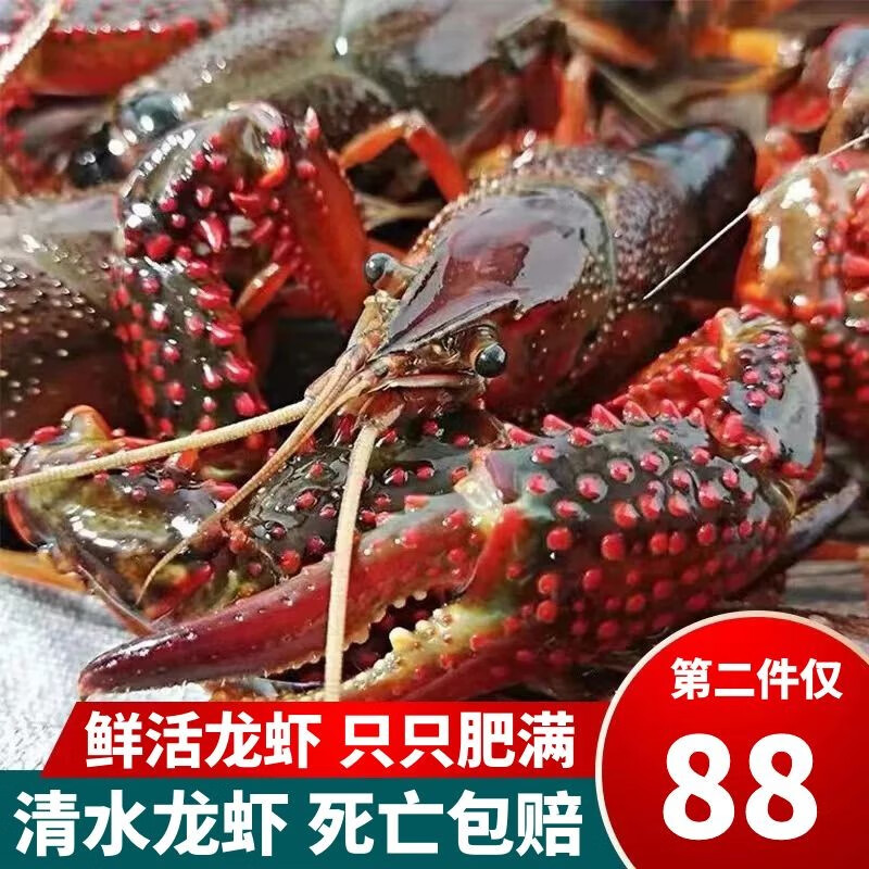 喜鲜德当日现抓 鲜活小龙虾 超大 特大活体大虾鲜活新鲜清水虾尾小