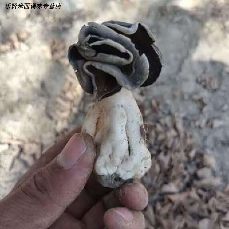 巴楚菇新疆巴楚蘑菇皱柄羊肚菌巴楚蘑菇干蘑菇胡杨沙漠蘑菇 100g