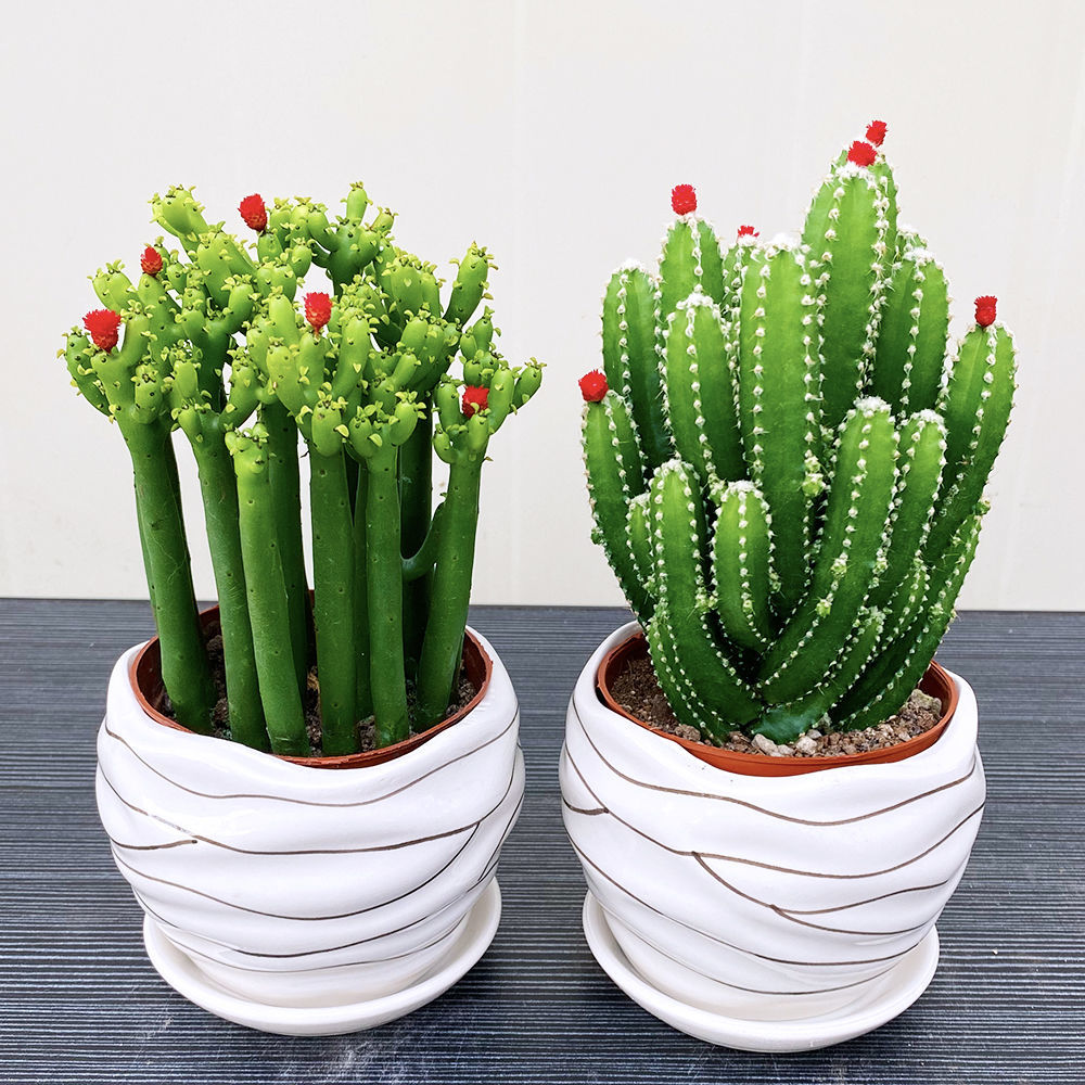 络咚棠 *轻奢招财仙人掌组合多肉植物盆栽室内绿植花卉客厅桌面好养易