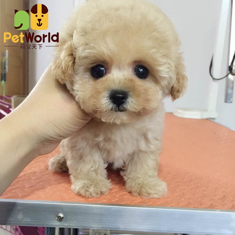 哼嘟(humdu)【30天健康保障】北京纯种泰迪 香槟色茶杯犬泰迪幼犬宠物