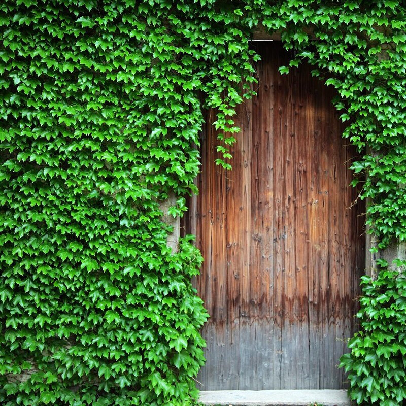 爬山虎树苗爬藤植物攀援爬墙植物盆栽藤蔓藤本植物庭院围墙观赏花卉