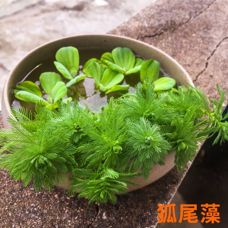水草鱼缸里的绿植 水养水芙蓉水葫芦不加温浮性水草室外鱼池植物鱼缸