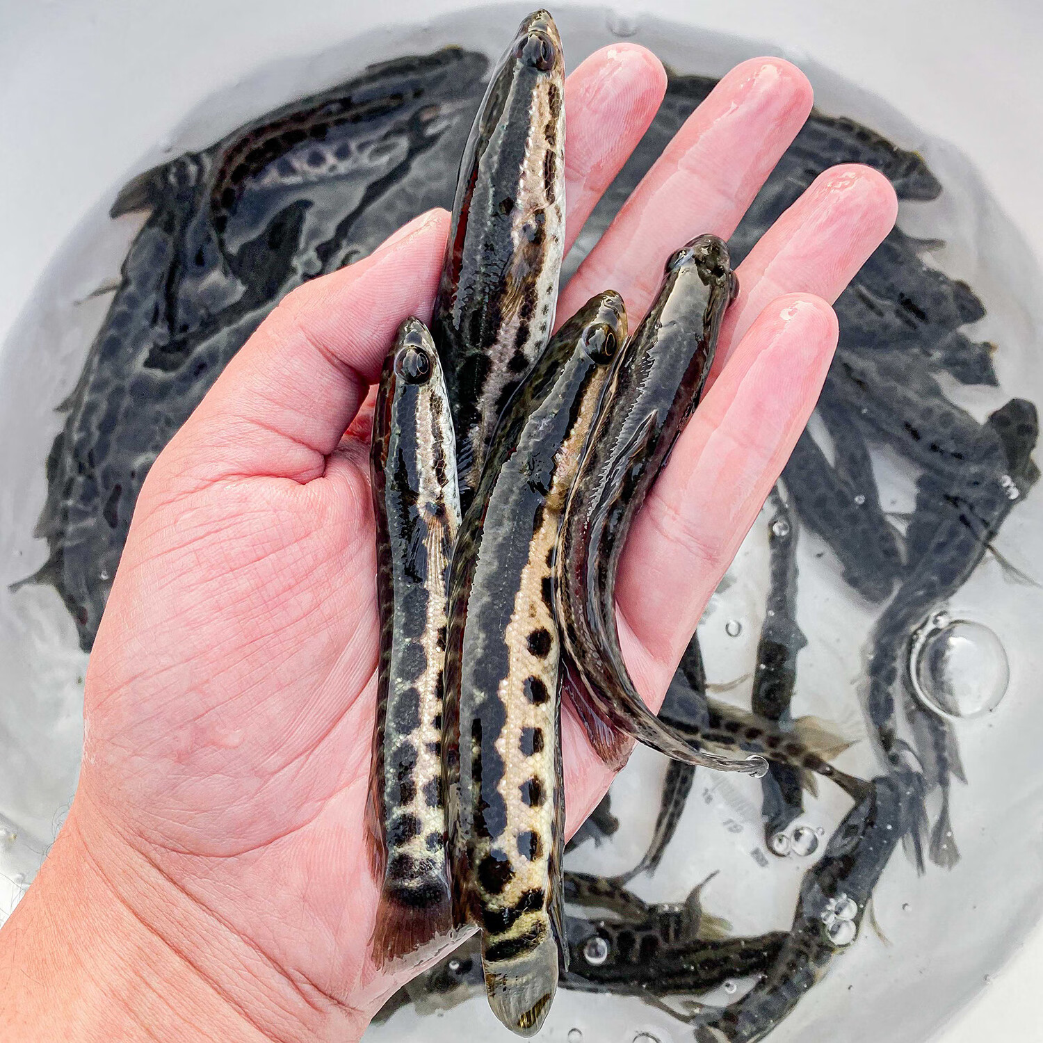 麦基乐黑鱼幼苗淡水养殖黑鱼幼苗乌鱼幼苗财乌鳢生路亚凶猛 【黑鱼苗3