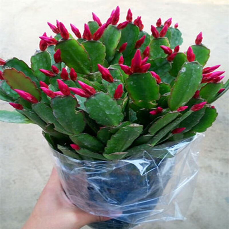 倾奢整盆20棵 室内花卉吊兰盆栽花卉 蟹爪兰苗 蟹爪