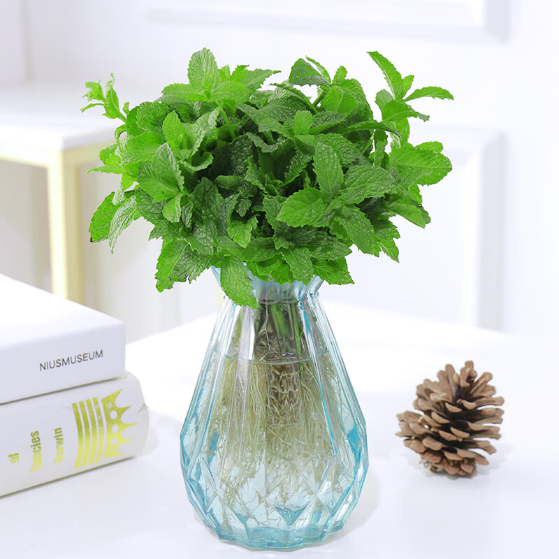 颜美绿植盆栽-价格走势及购买推荐|查找绿植盆栽历史价格