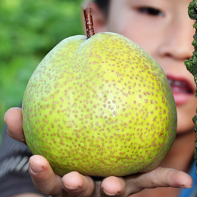 果益寿山东莱阳特产茌慈梨当季新鲜孕妇水果批发酥脆梨子整箱5斤 5斤