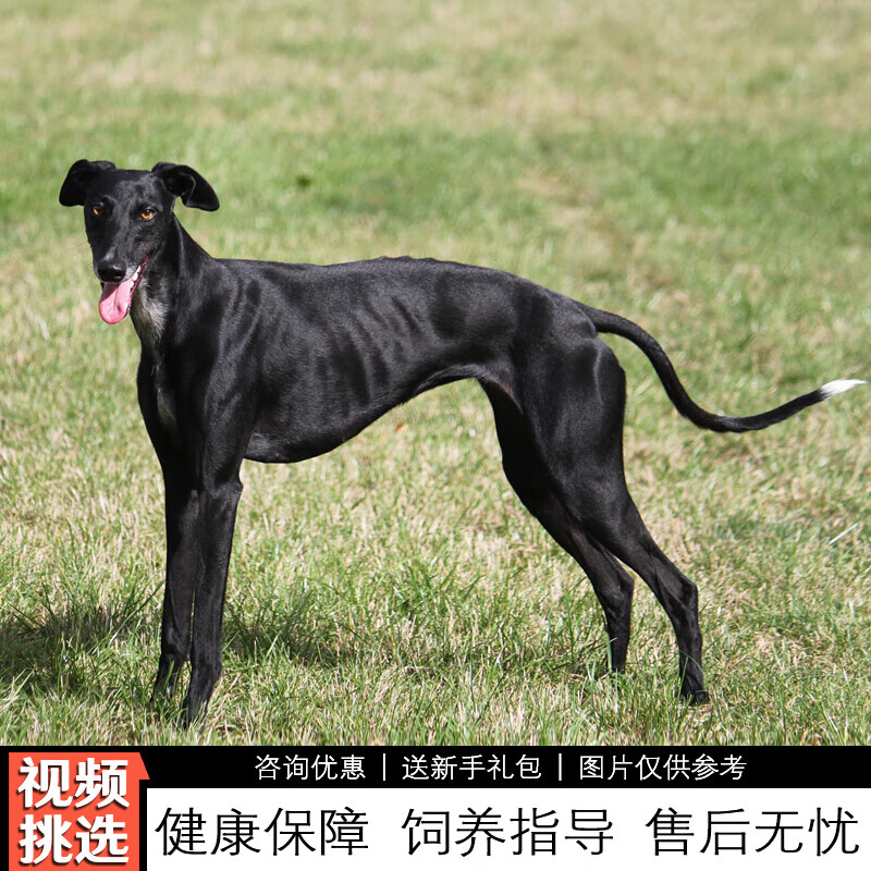 伊宠纯种灵缇犬幼犬细狗宠物狗狗活体小狗活物幼崽 宠物级 ss级 母