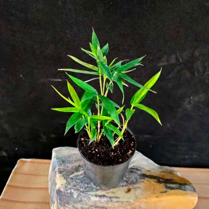 竹姬 相关京东优惠商品 5 价格图片品牌优惠券 虎窝购