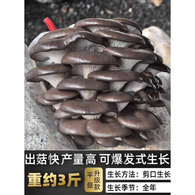 平菇(大袋装-循环生长高产 不含盆