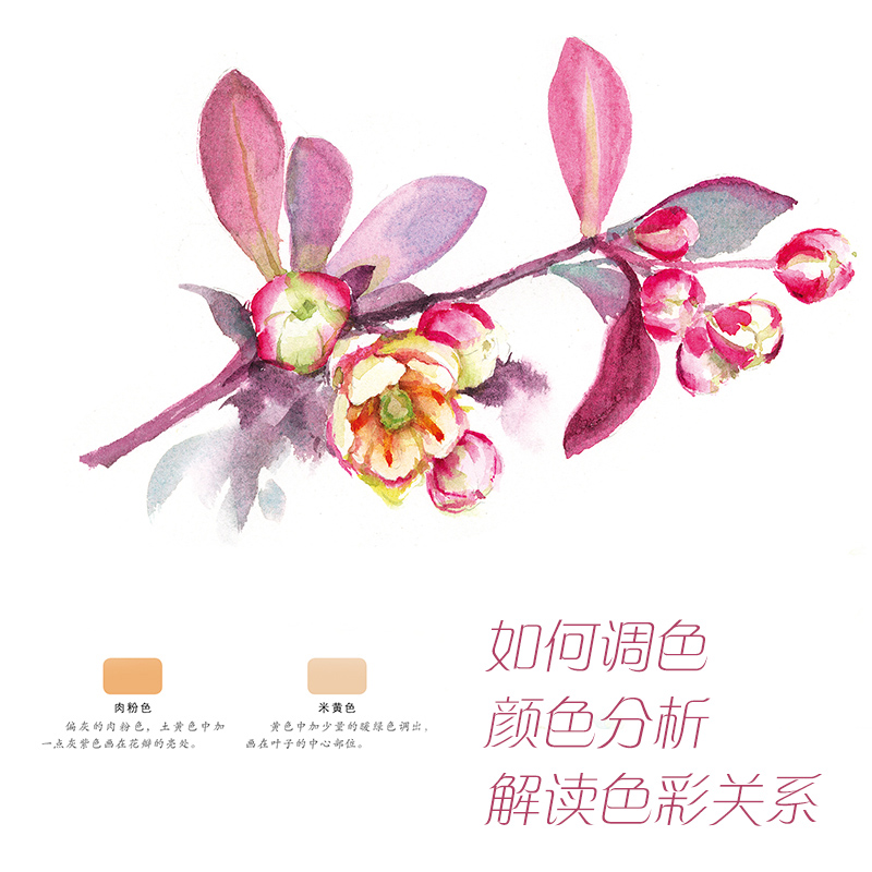 【水彩花卉书 辉柏嘉24色水彩】经典全集水彩画入门教程书籍临摹零