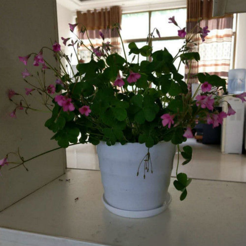 【现货现发】庭院花卉绿植红花醡浆草幸运草盆栽红花草三叶草室内盆栽