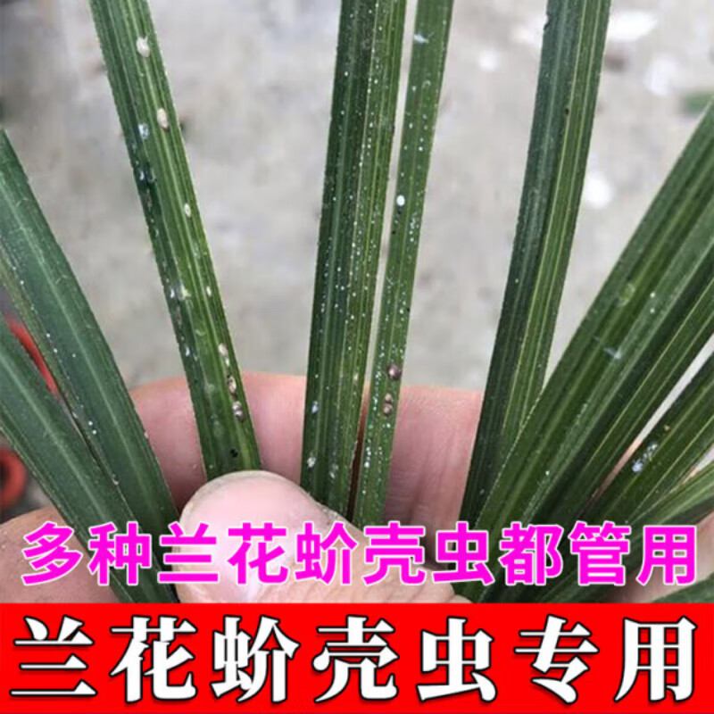 杀扑介兰花蚧壳虫专用药兰草兰花小白虫杀虫杀菌专用药介壳虫专用杀虫