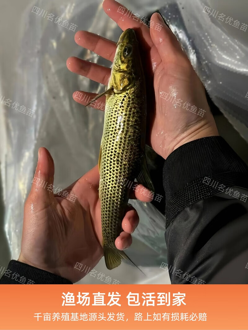 金沙鲈鲤鱼苗大花鱼豹纹花鱼江鰛老虎鱼淡水冷水凶猛鱼肉食性鱼类