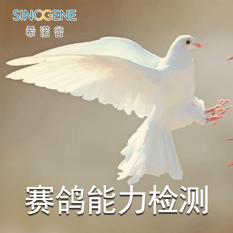 希诺谷鸽子飞行能力环境适应能力信鸽家鸽基因检测