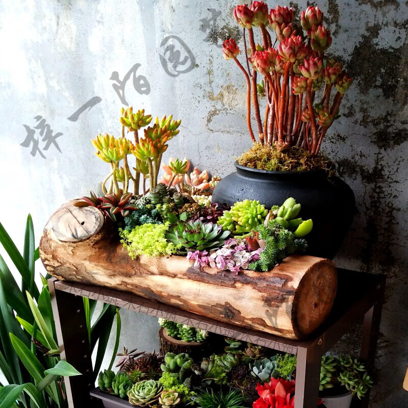 木槽多肉长木桩造型阳台花园布置创意庭院花箱仙人球木头花槽 默认无