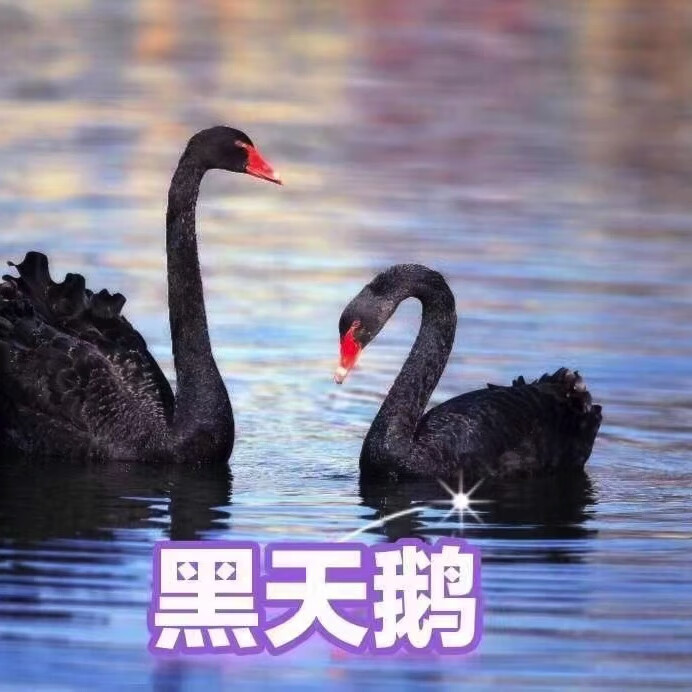 成体黑天鹅一对 公