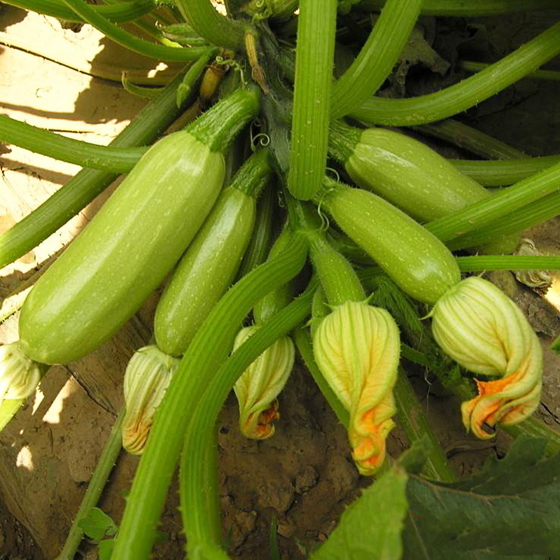 四季春季北瓜盆栽蔬菜孑高产耐热抗病茭瓜籽 早青西葫芦约20粒 小菜园