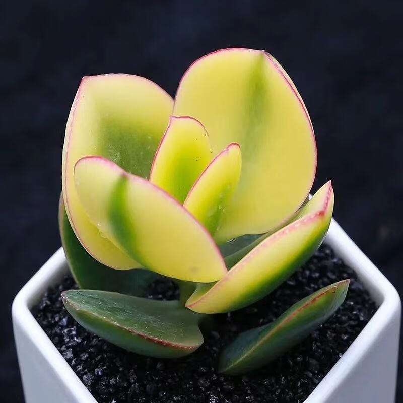 多肉植物 老桩姬红花月新花月锦红边花月玉树盆栽室内办公室 【单头】