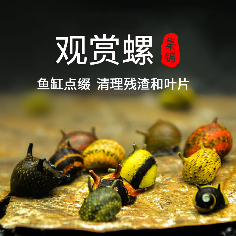 oimg观赏螺除藻工具淡水苹果斑马杀手黄金黑金刚螺彩蛋清洁热带观赏螺