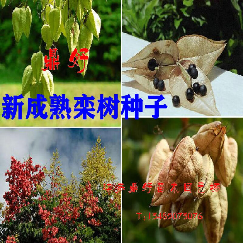 阳澄约定绿化风景栾树种子耐寒北京栾树种籽黄山栾树种子北栾南栾树籽