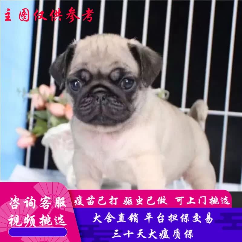桓瑞宠物  纯种宠物狗狗活体巴哥犬幼犬幼崽小型犬 宠物级a款 公
