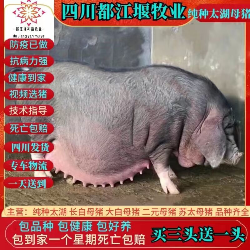 太湖母猪纯种太湖母猪一代原种黑母猪太湖母猪苗怀孕母猪养殖资料