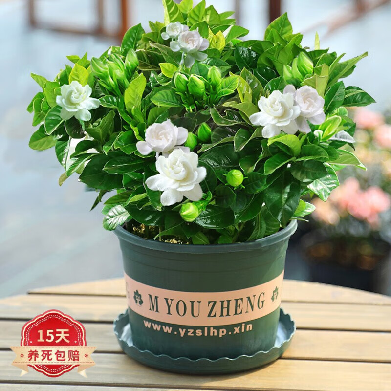 栀子花绿植盆栽小叶栀子室内阳台花卉植物浓香型树苗四季好养活 大号