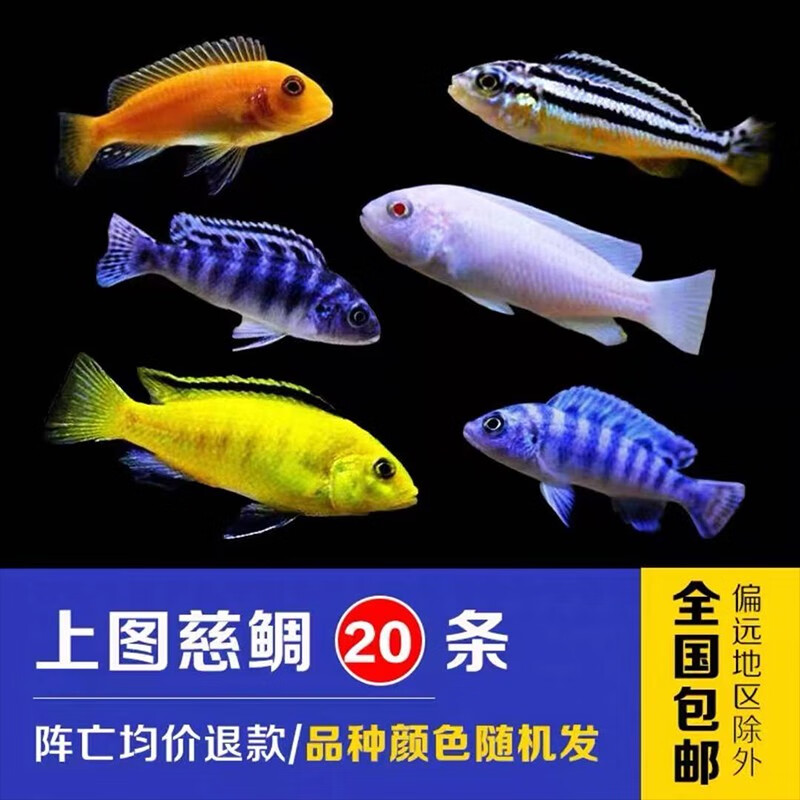 水财神小型观赏鱼鲷科鱼活体练手鱼三湖慈鲷马鲷杂鲷鱼热带淡水好养耐