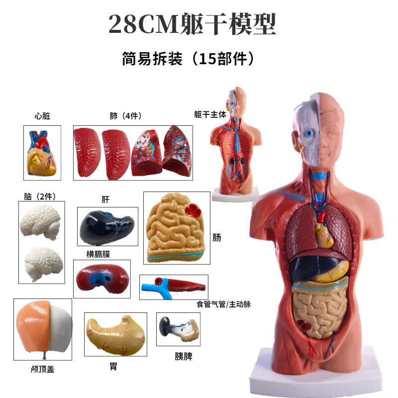 人体解剖模型器官可拆卸医学教学心脏内脏模型玩具躯干系统结构图 28