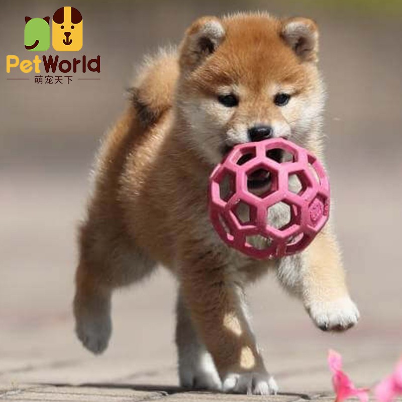 哼嘟(humdu)北京犬舍柴犬幼犬活体宠物狗 豆柴 幼犬