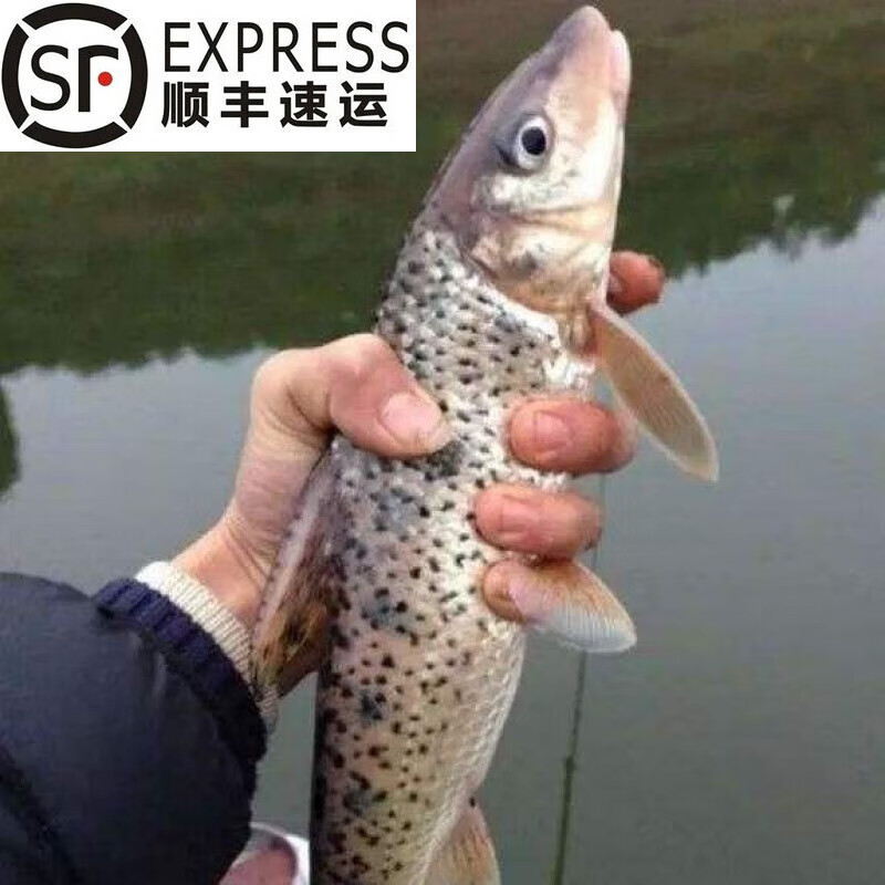 够印顺丰速运大号花骨鱼水花淡水好养活马驹子季郎鱼花菇鱼小麻鱼 花